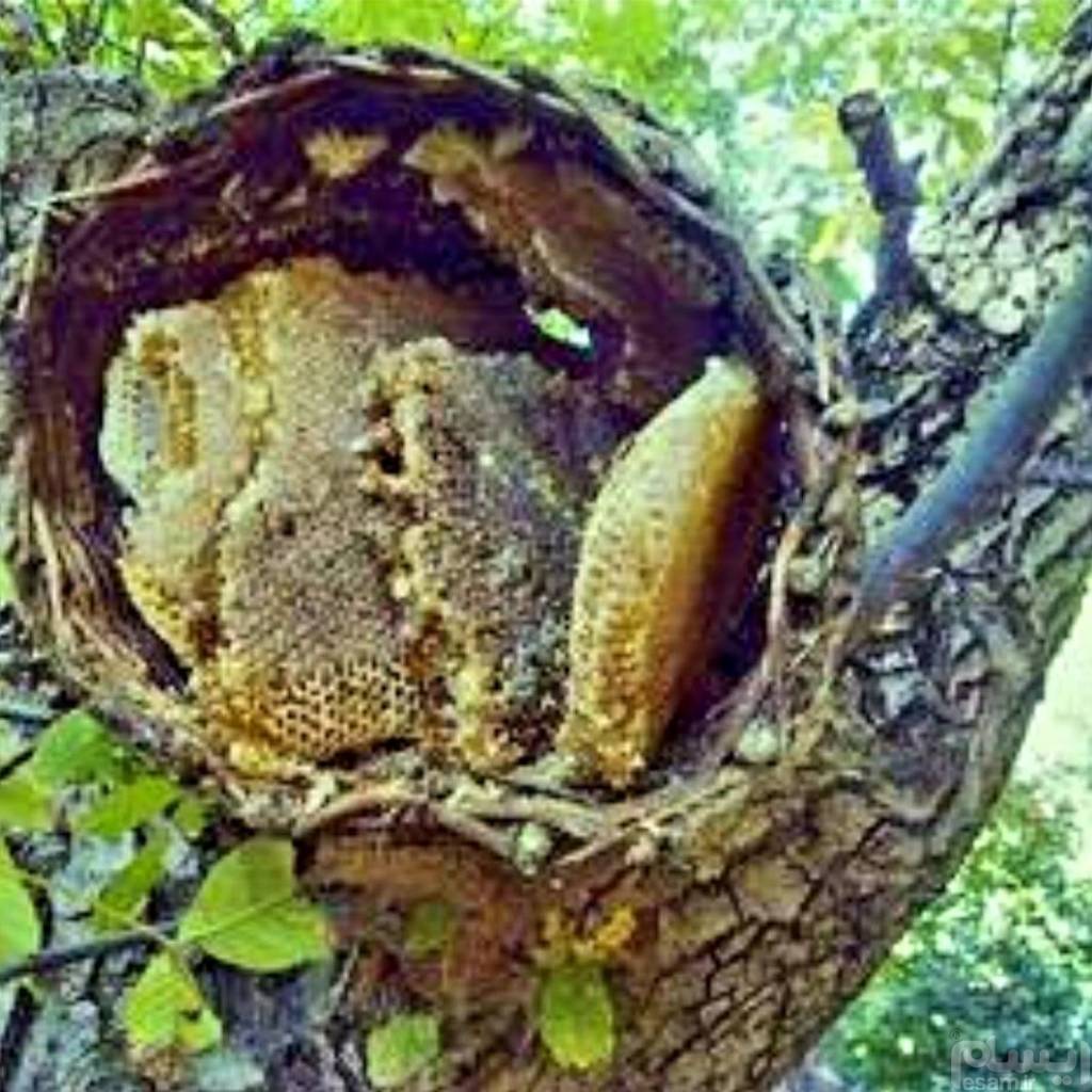 عسل درختی2کیلو