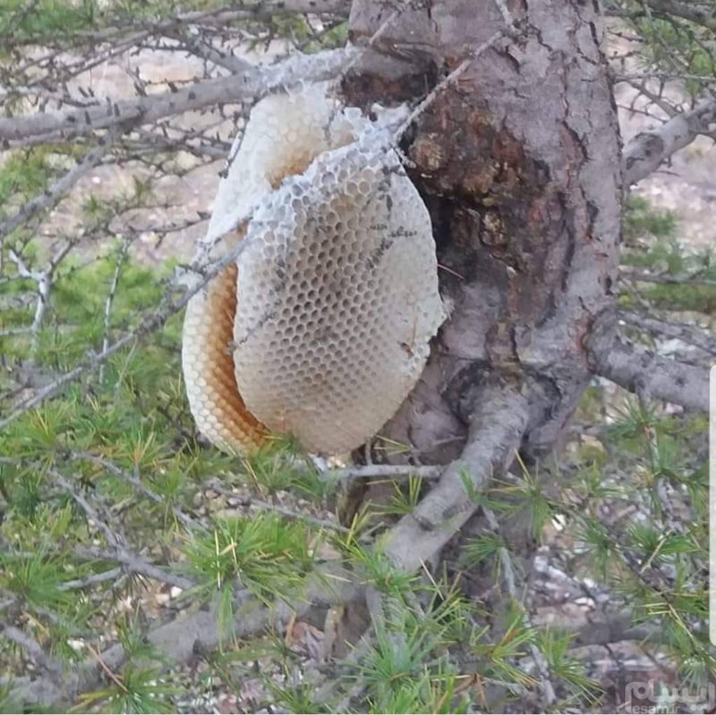 عسل وحشی شاخه ای(2کیلو)
