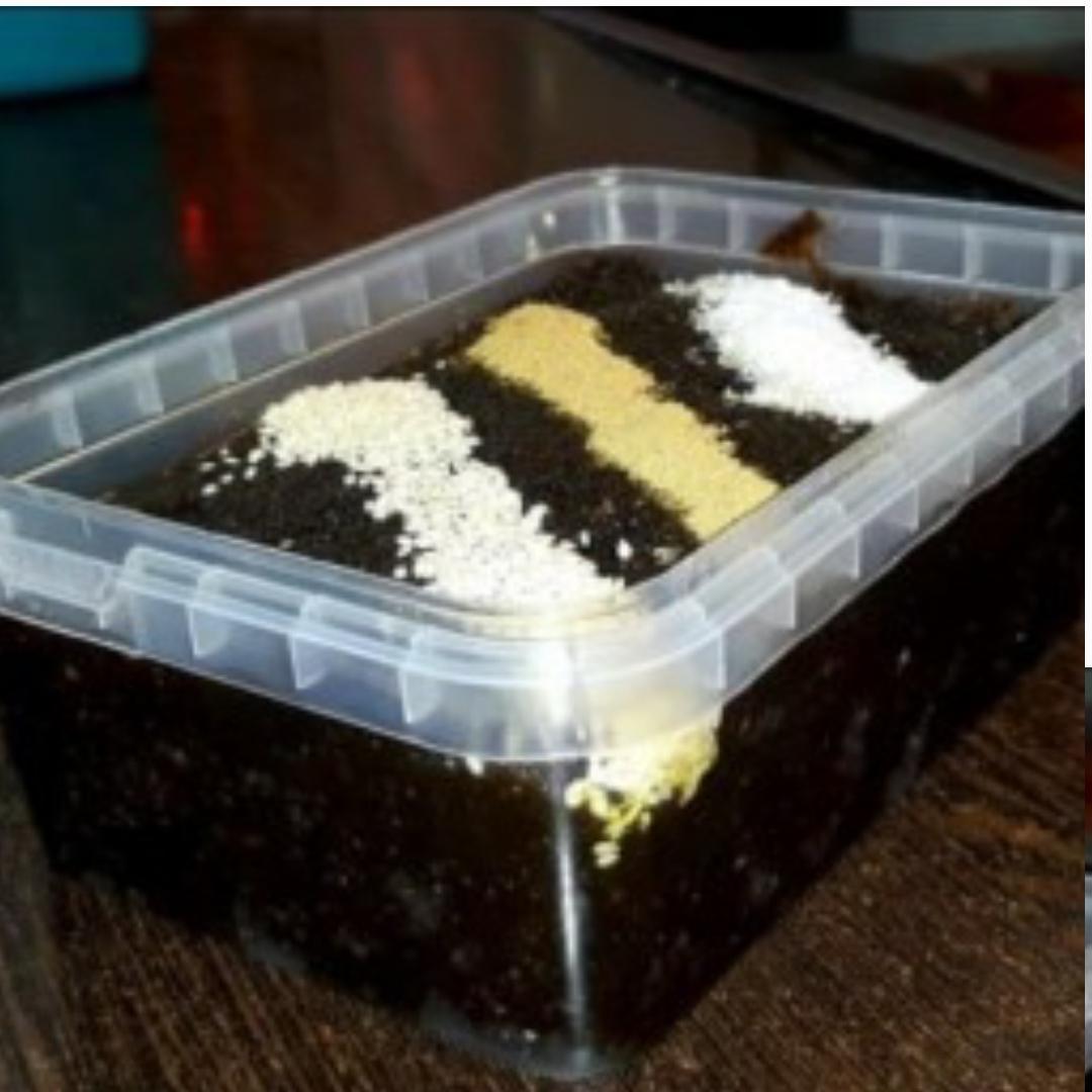 (حلوا سیاه اردبیل) با جوانه گندم وروغن حیوانی