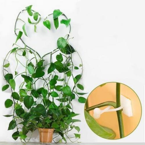 نگهدارنده گیاه پتوس 10 عددی