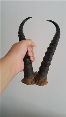 شاخ