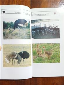 راهنمای