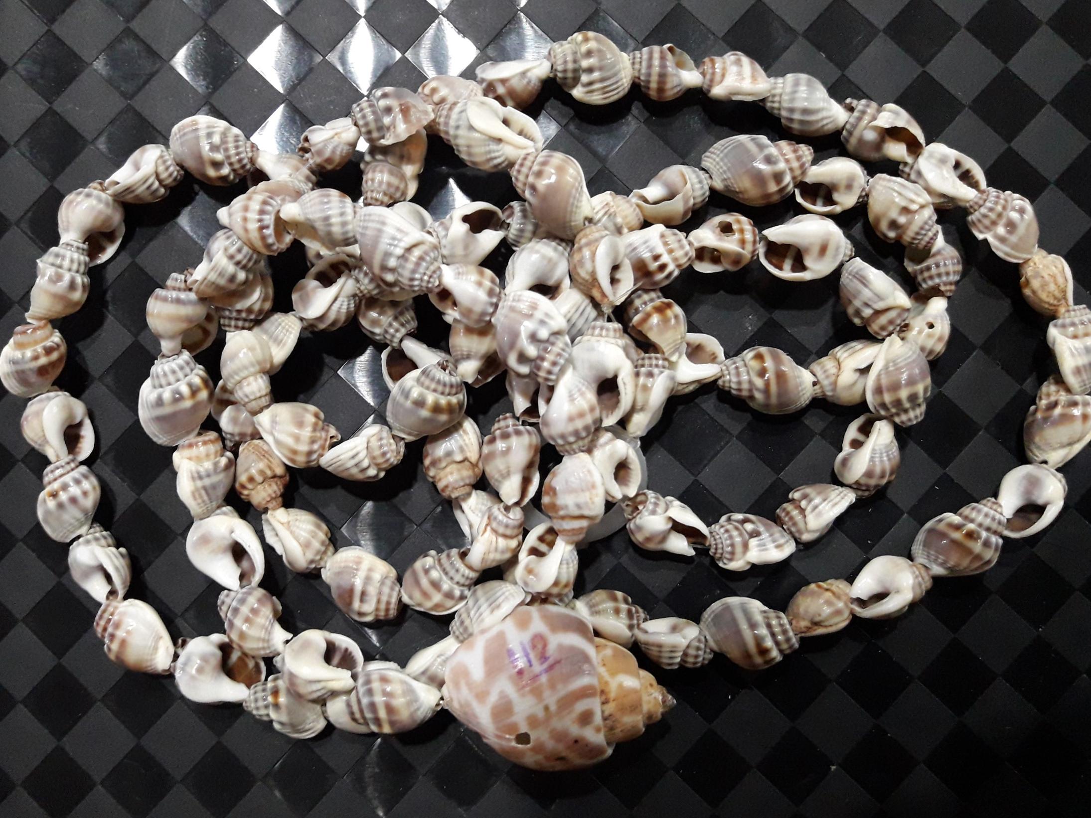 ریسه 112 عددی صدف های صادراتی