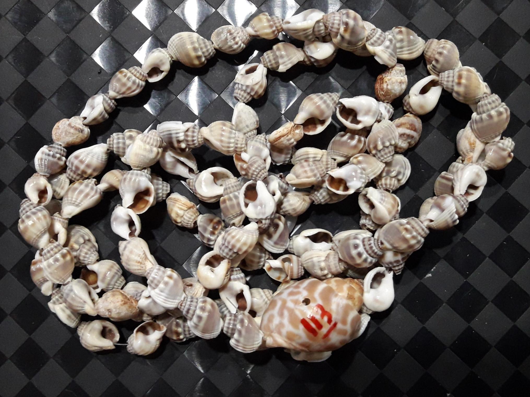 ریسه 113 عددی صدف های حلزونی صادراتی