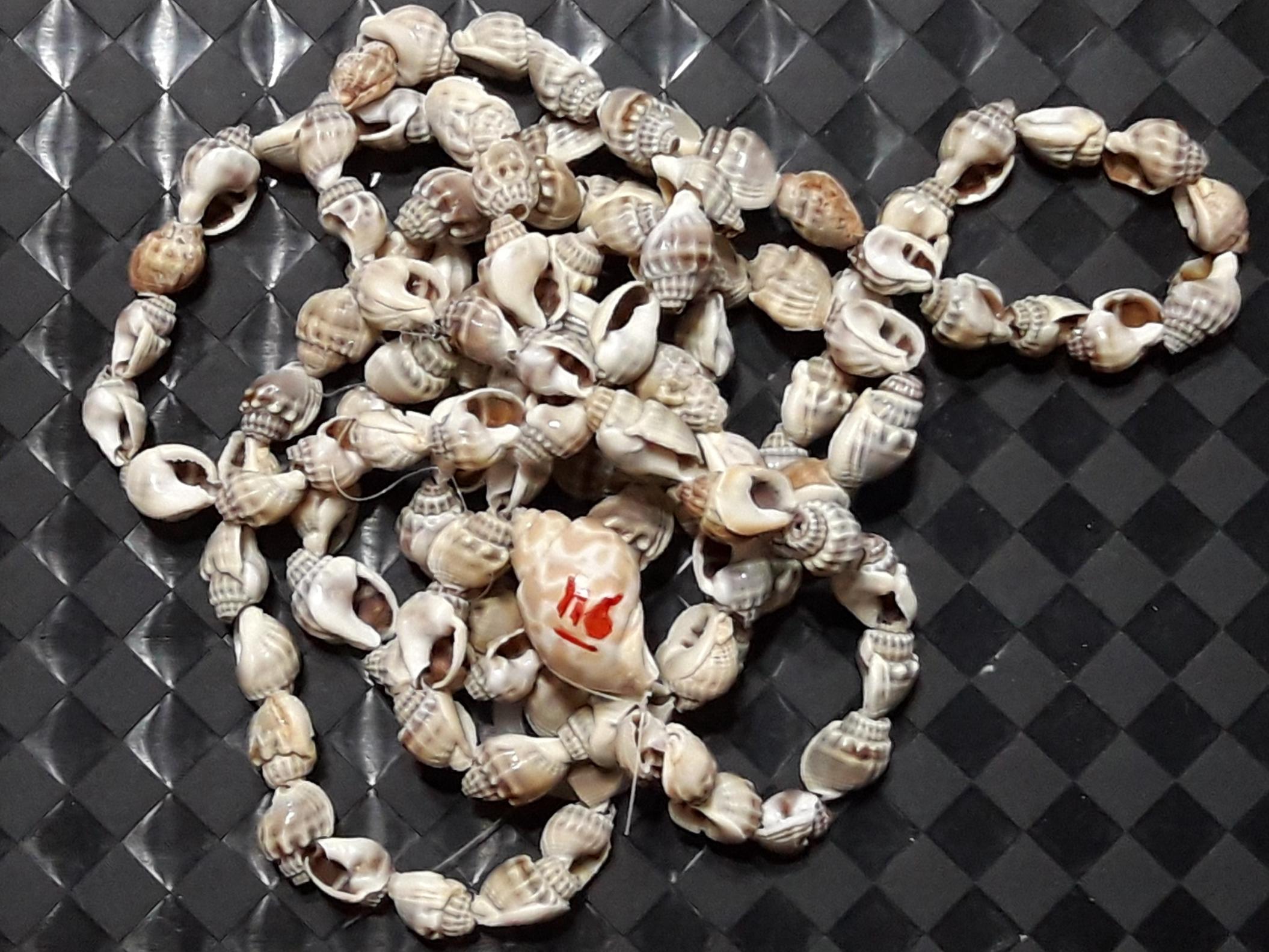 ریسه 116 عددی صدف های صادراتی