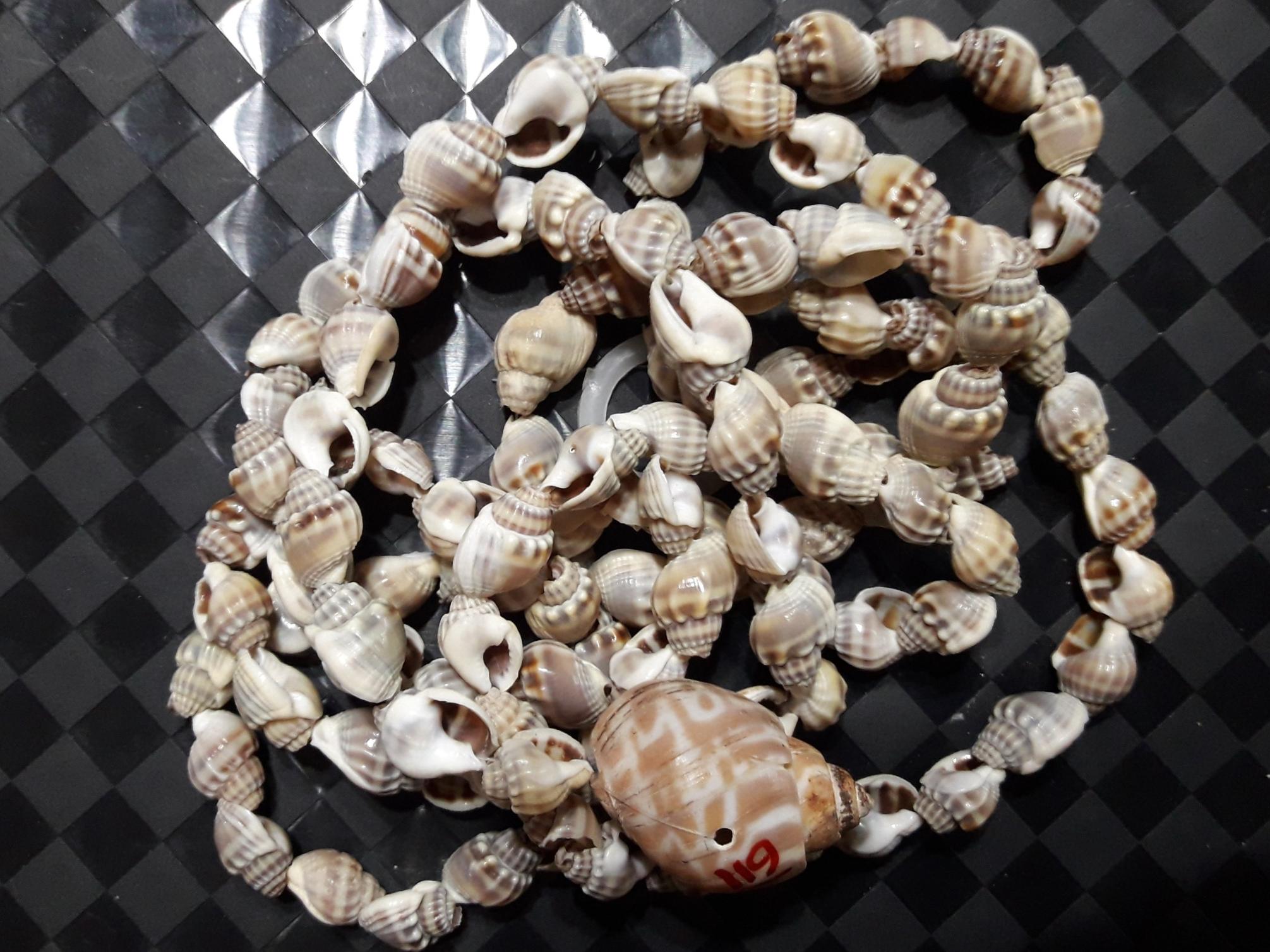 ریسه 119 عددی صدف های کلکسیونی صادراتی