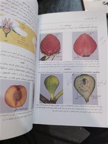 اطلس