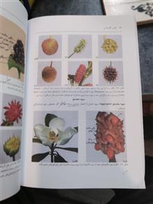 اطلس