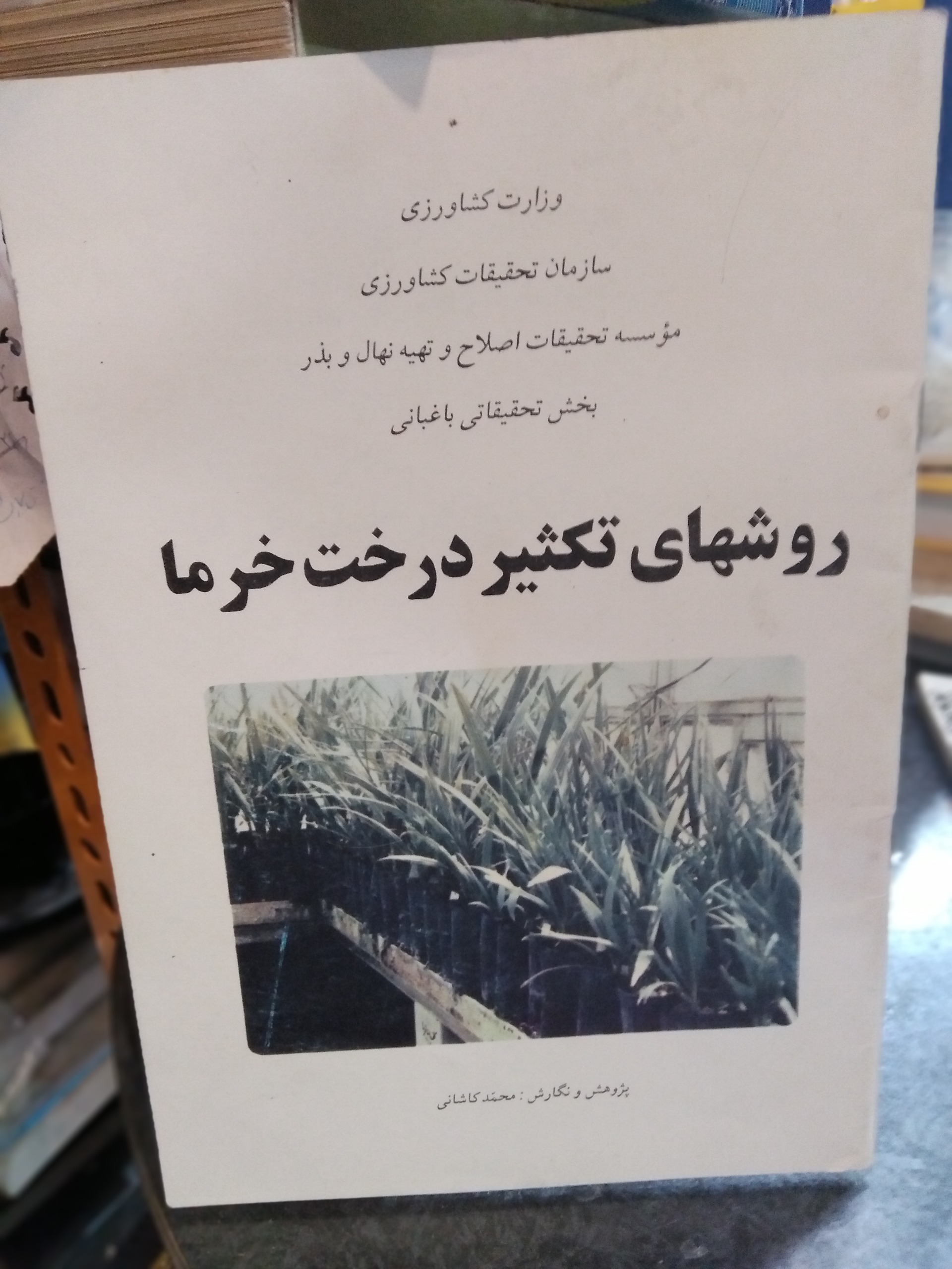 روشهای تکثیر درخت خرما