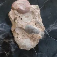 فسیل