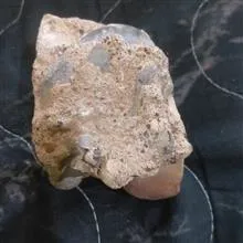 فسیل
