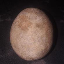 گوی