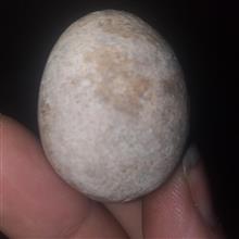 گوی
