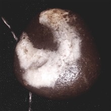 مهره