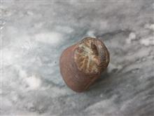 زنگوله