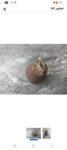 زنگوله