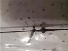 ملخ