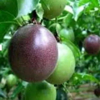 نهال پشن فروت بنفش