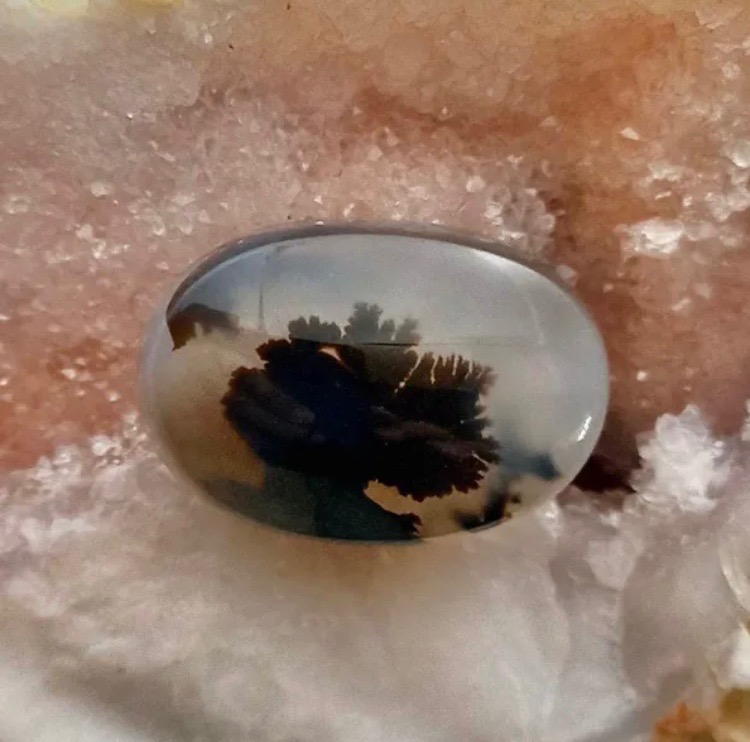 نگین شجر قائن تک درخت