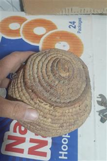 سبد