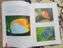 طراحی