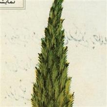 مجلس
