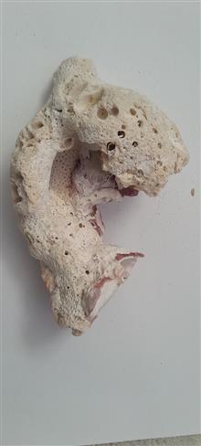 فسیل