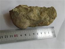 فسیل