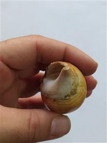 صدف