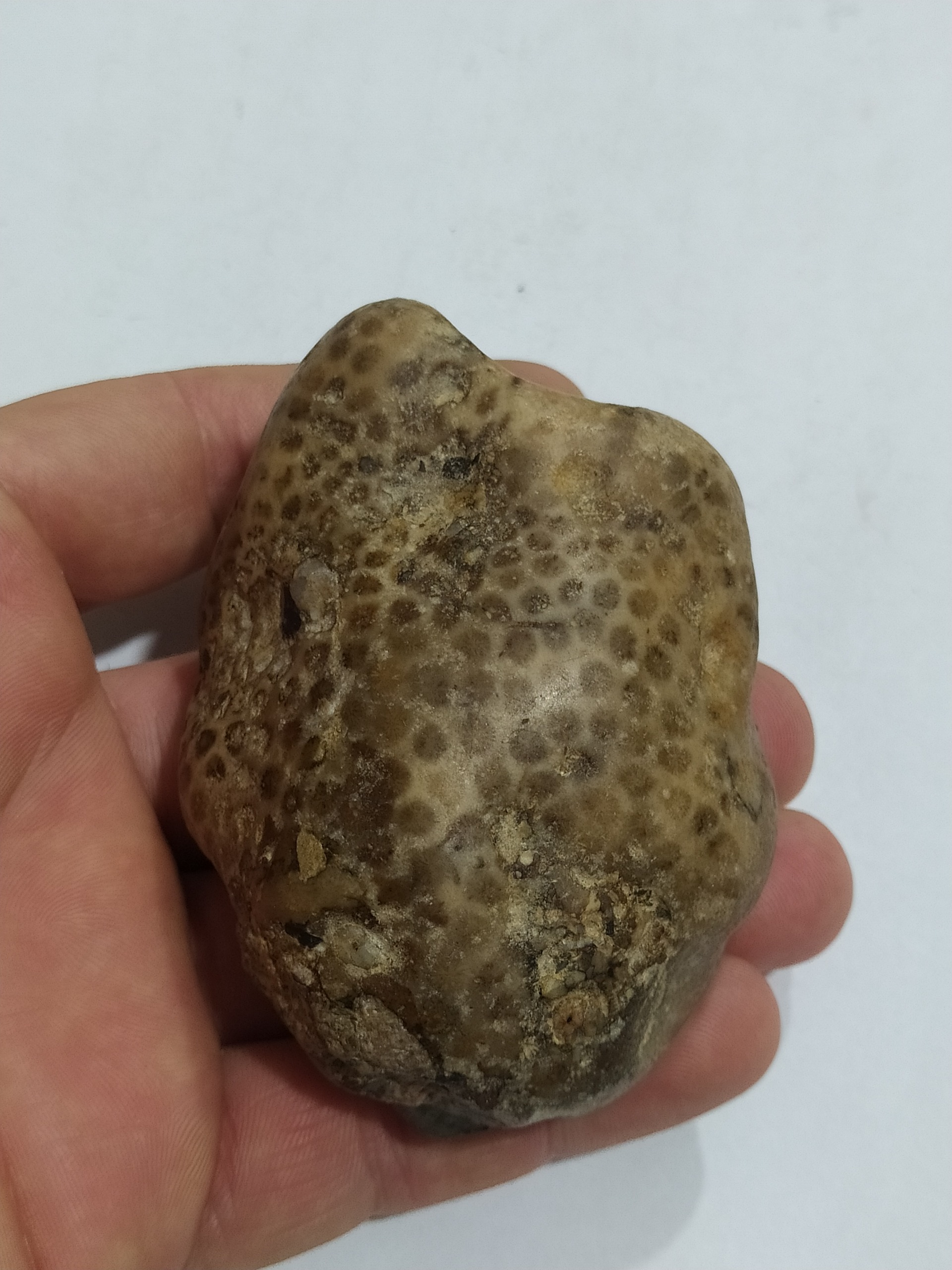 سنگ قدیمی اصل مرجان خاص کلکسیونی