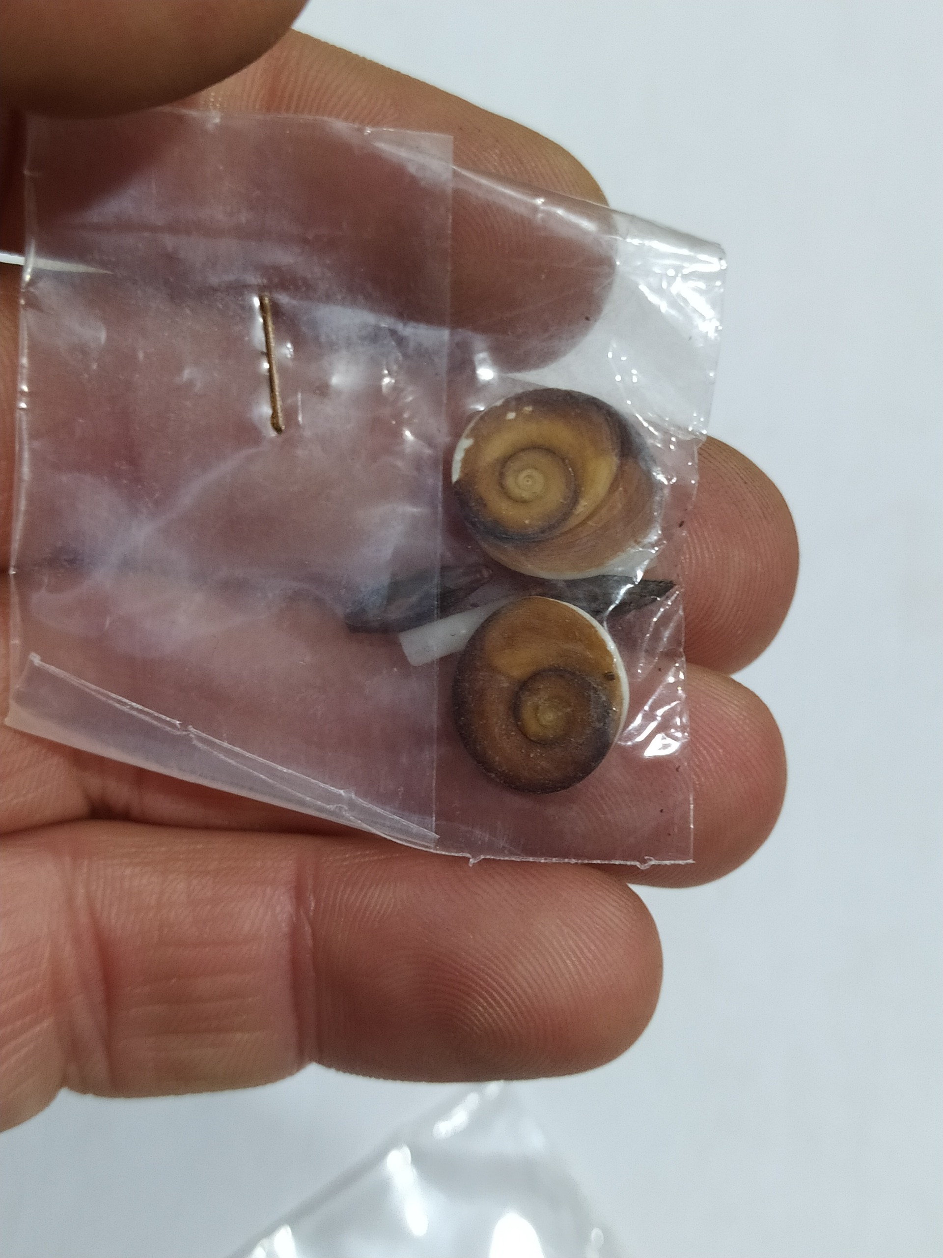 مهره ی استخوانی مار (قیمت برا یک پک )