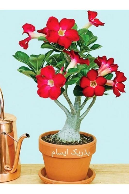 5بذر آدنیوم رنگی با ضمانت کیفیت همراه با پودر رشد