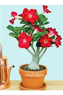 5بذر