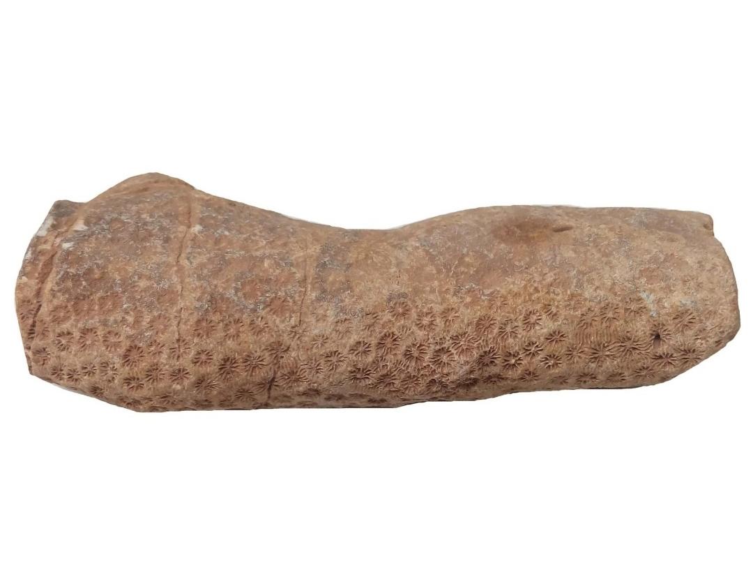 فسیل سنگ زیبای مرجان دریایی اصل