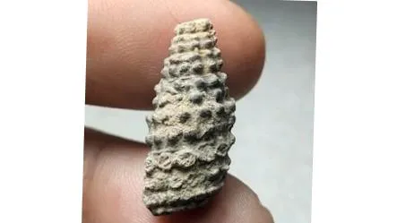 فسیل عرج بری اصل و پر انرژی تضمینی