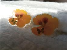 گوشواره