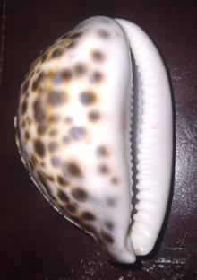 صدف