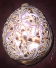 صدف