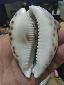 صدف