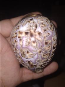 صدف