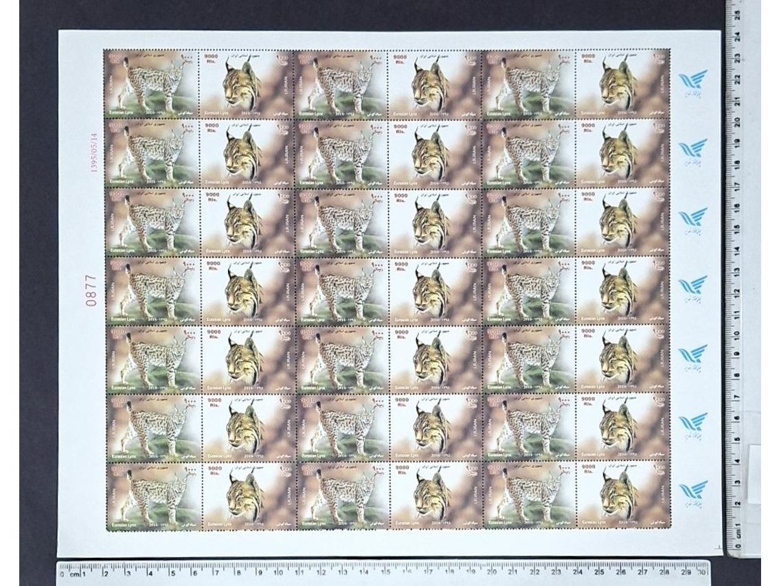 ورق کامل سیاه گوش 1395 ( 420 ت )