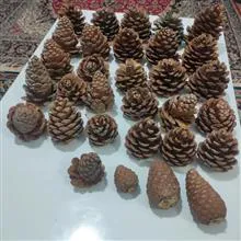 میوه