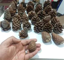 میوه