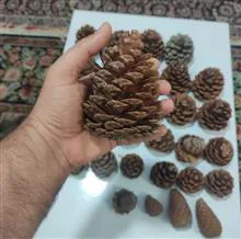 میوه