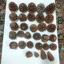 میوه