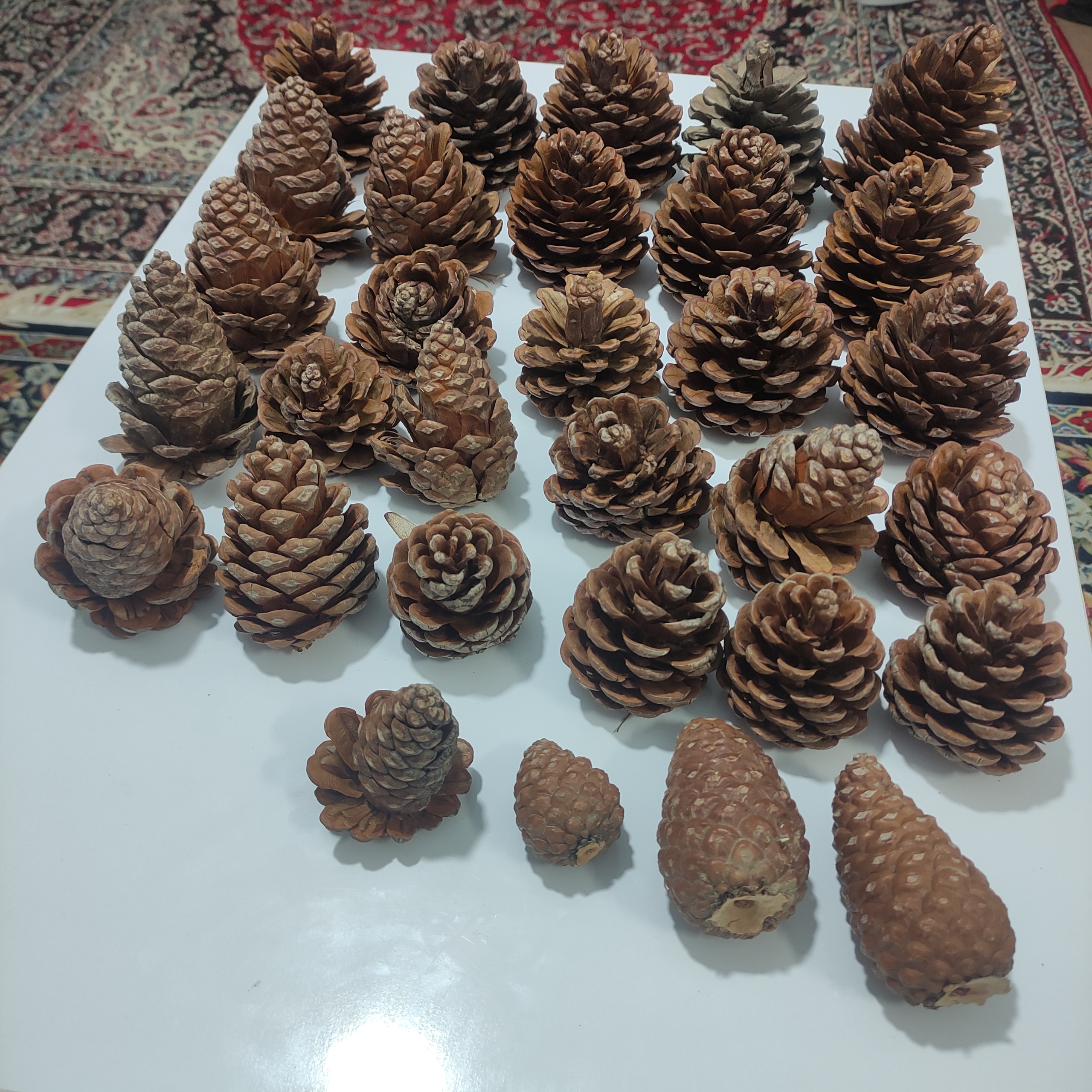 میوه درخت کاج طبیعی لوازم دکور تزیینی
