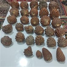 میوه