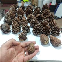 میوه