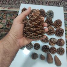 میوه