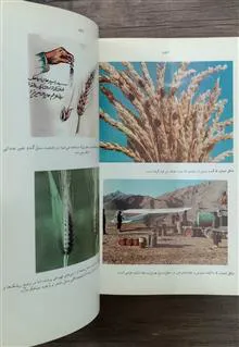 غلات